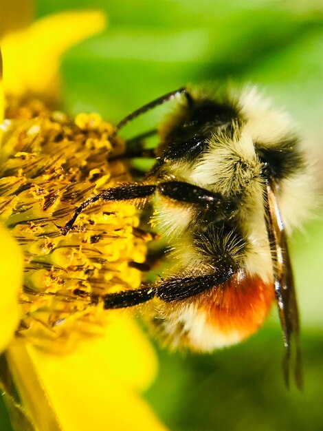 Close-up of bee pollinating on flower