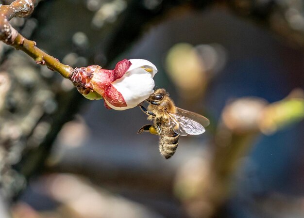 Photo close-up of bee pollinating flower