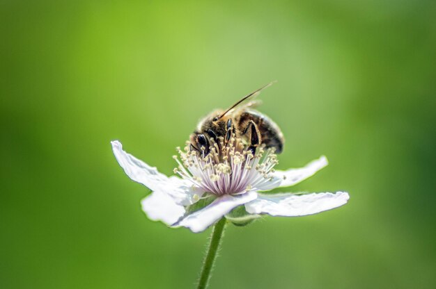 Foto close-up di un fiore impollinato dalle api