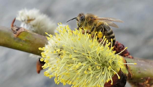 Близкий план опыления пчёл на цветке