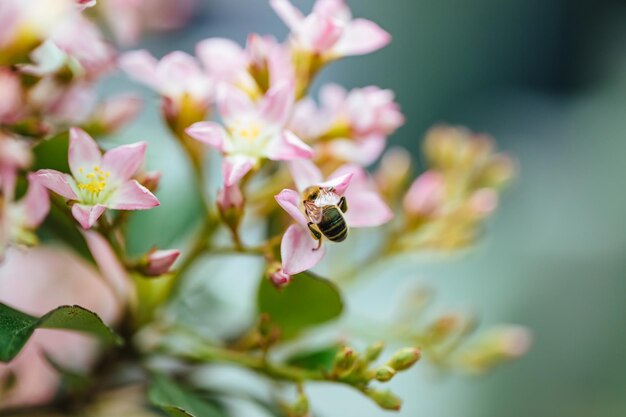 Photo close-up of bee pollinating on flower