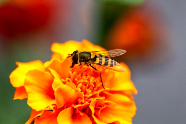 Close-up of bee pollinating on flower