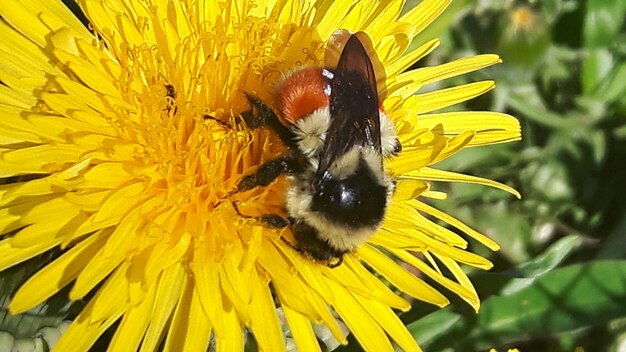 Close-up of bee pollinating on flower