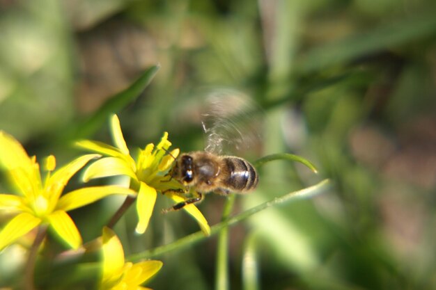 Close-up of bee pollinating on flower