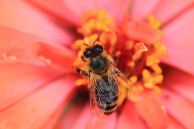 Close-up of bee pollinating on flower