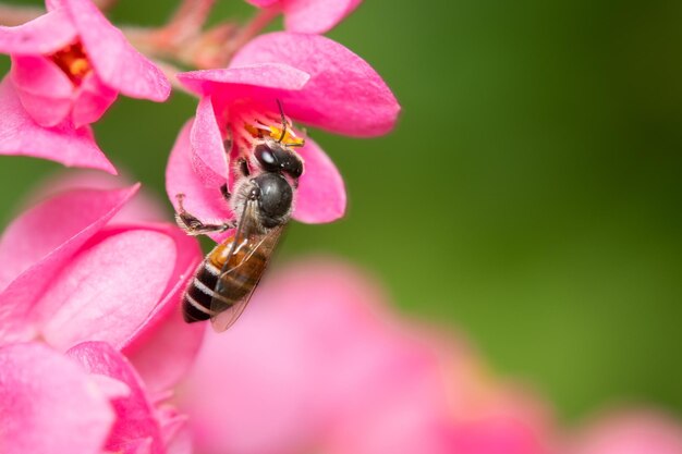 Close-up of bee pollinating on flower