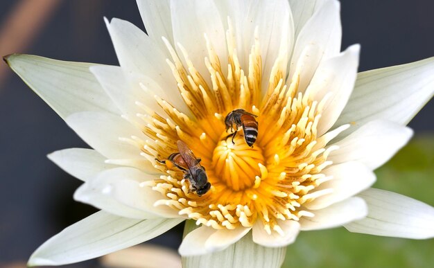 Foto close-up di un'ape che impollina un fiore