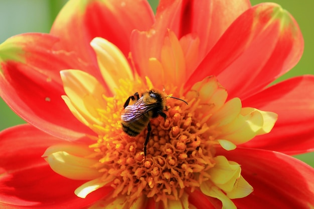 Photo close-up of bee pollinating on flower