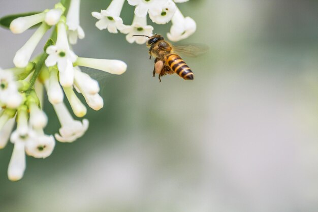 Foto close-up di un'ape che impollina un fiore