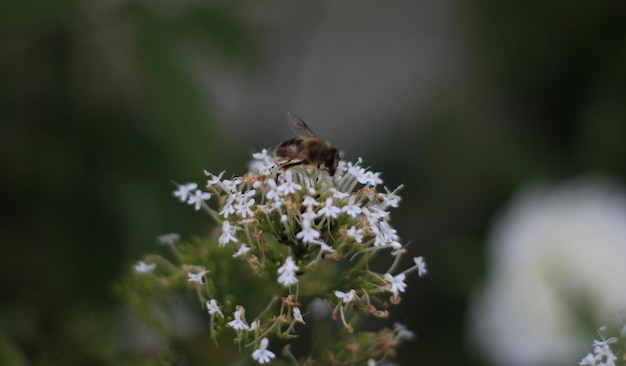 Close-up of bee pollinating on flower