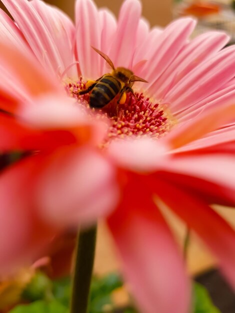 Close-up of bee pollinating on flower