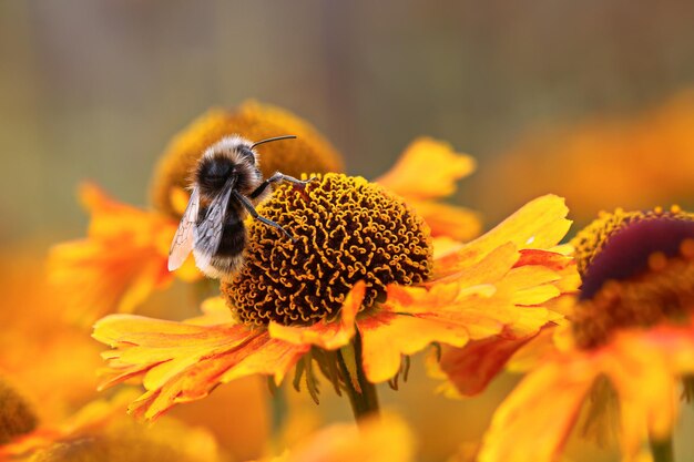 Close-up of bee pollinating on flower