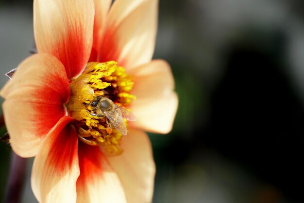 Close-up of bee pollinating on flower