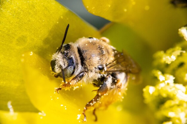 Close-up of bee pollinating on flower