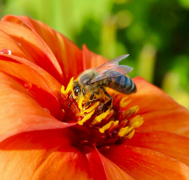 Close-up of bee pollinating on flower