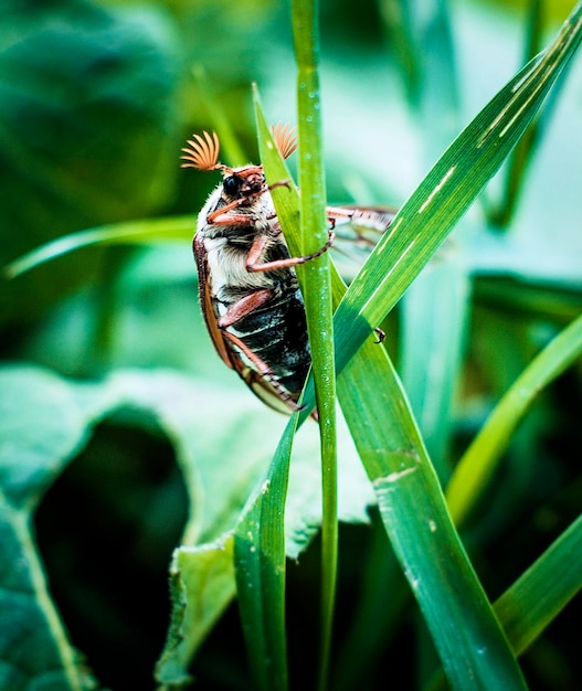 Close-up of bee pollinating on leaf