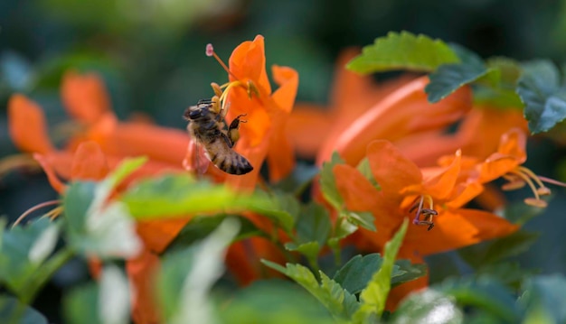 Photo close-up of bee pollinating on orange flower