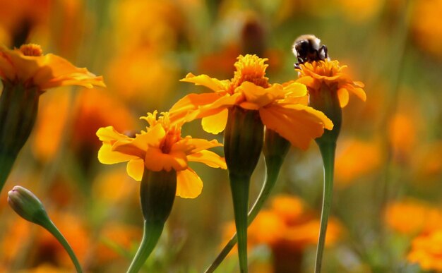 Close-up of bee pollinating on orange flowers