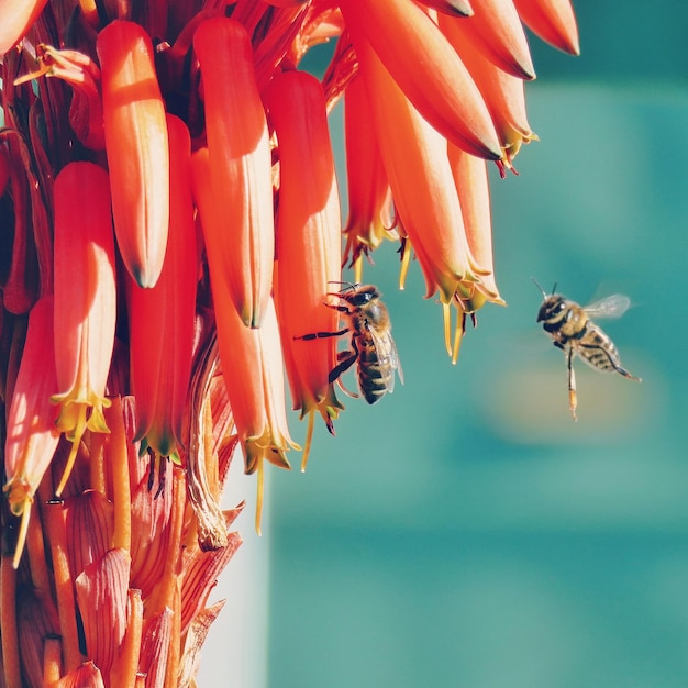 オレンジの花を授粉するミツバチのクローズアップ