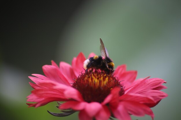 Close-up of bee pollinating on pink flower