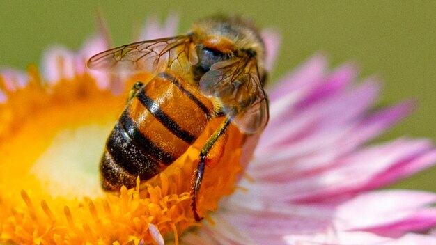 Close-up of bee pollinating on pink flower