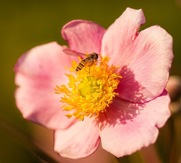 ピンクの花の授粉をしているミツバチのクローズアップ