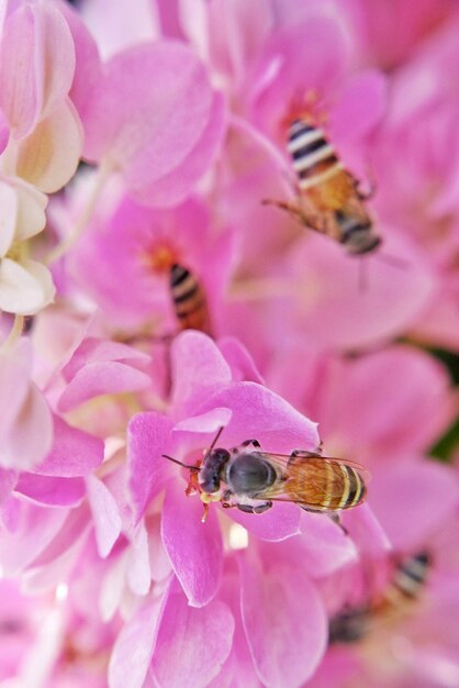 Close-up of bee pollinating on pink flower