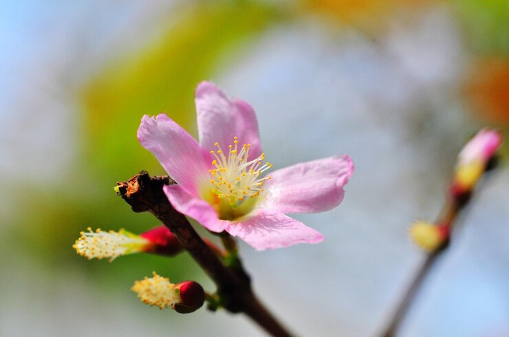 Photo 靠近粉紅花上的蜜蜂授粉