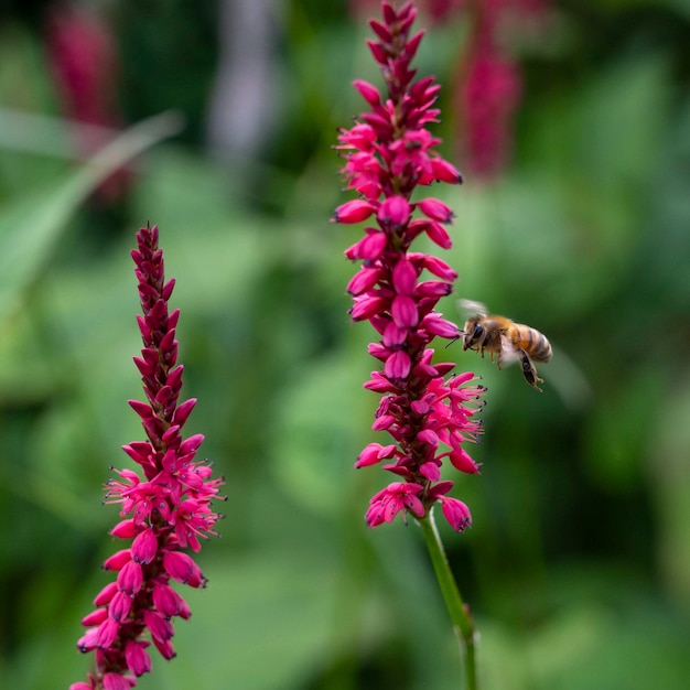 Close-up of bee pollinating on pink flower