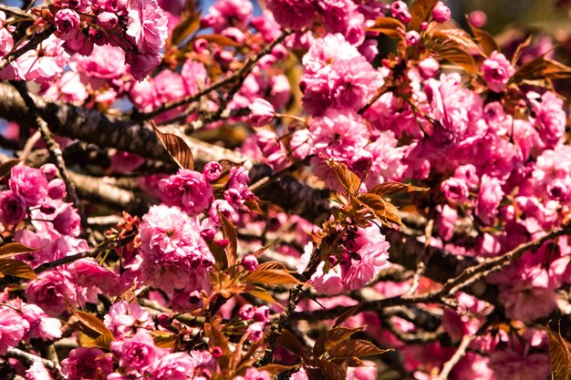 Foto close-up di un'ape che impollina un fiore rosa