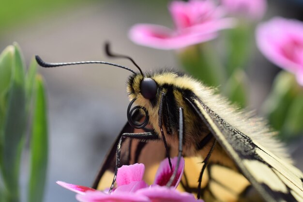 Close-up of bee pollinating on pink flower