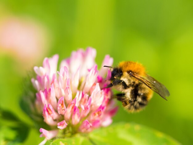 Close-up of bee pollinating on pink flower