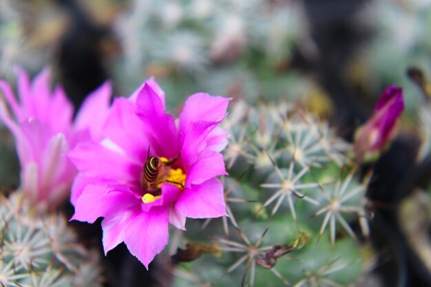 Close-up of bee pollinating on pink flower