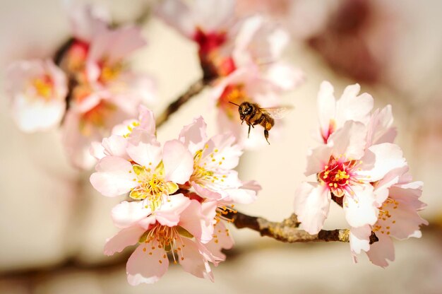 close-up of bee pollinating on pink flower