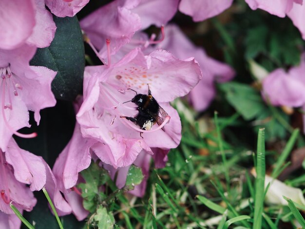 Close-up of bee pollinating on pink flower