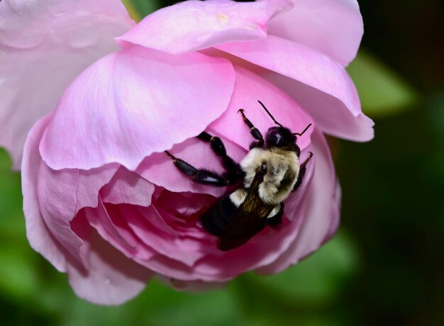 Close-up of bee pollinating on pink flower