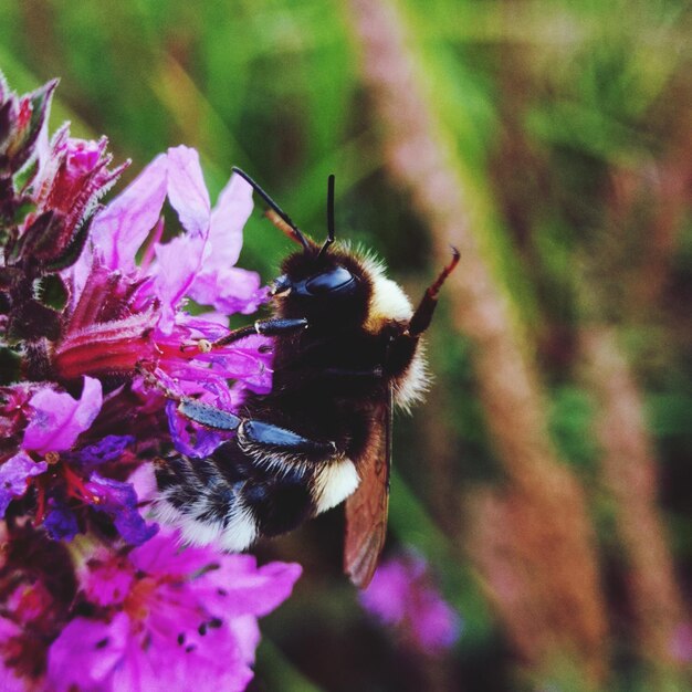 Close-up of bee pollinating on purple flower