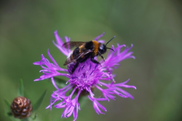 Close-up of bee pollinating on purple flower