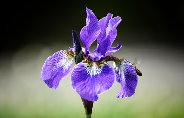 Photo close-up of bee pollinating on purple flower