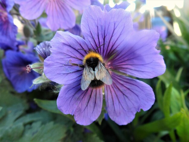 Close-up of bee pollinating on purple flower