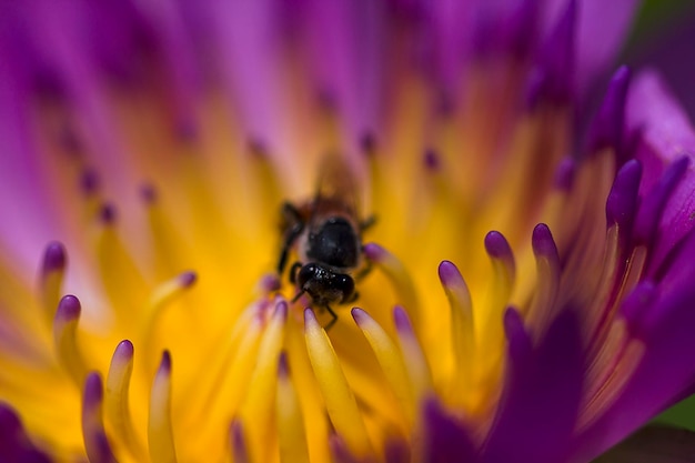 Close-up of bee pollinating on purple flower