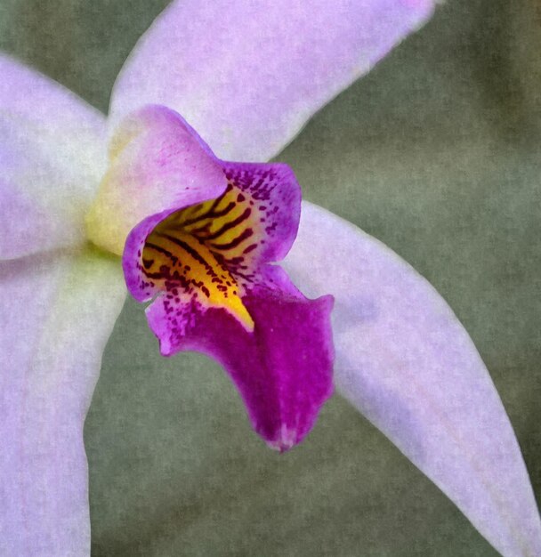 Close-up of bee pollinating on purple flower