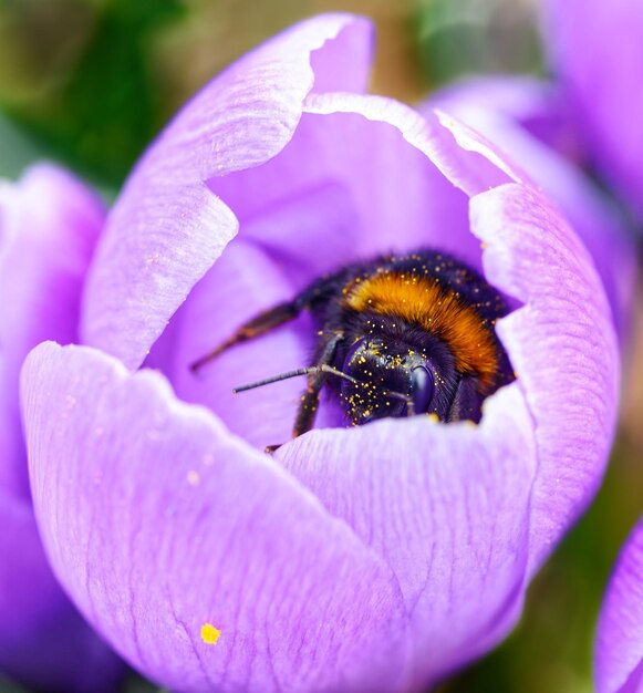 Close-up of bee pollinating on purple flower