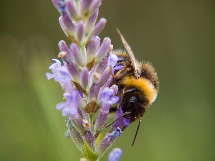 Photo close-up of bee pollinating on purple flower