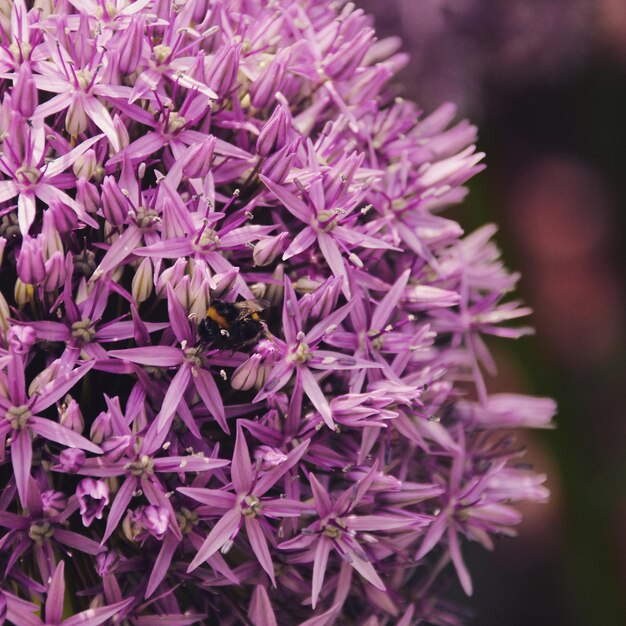 Photo close-up of bee pollinating on purple flower