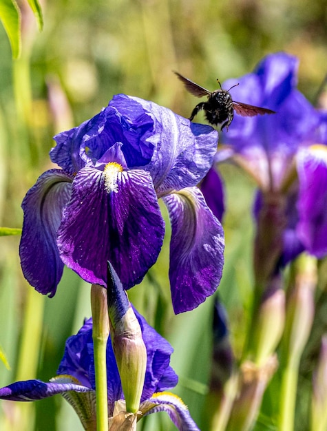 Photo close-up of bee pollinating on purple flower