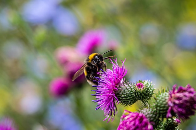 Close-up of bee pollinating on purple flower