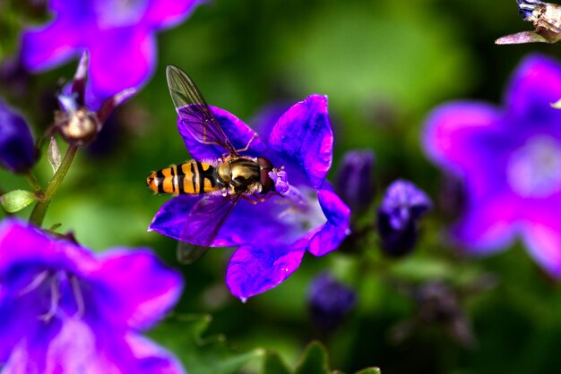 Close-up of bee pollinating on purple flower