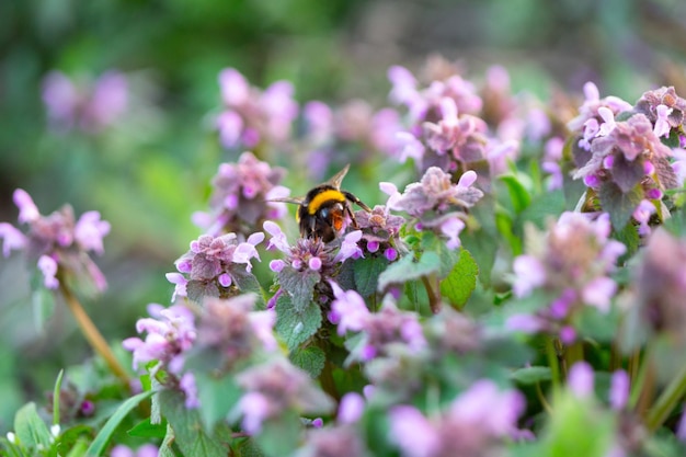 Photo close-up of bee pollinating on purple flower