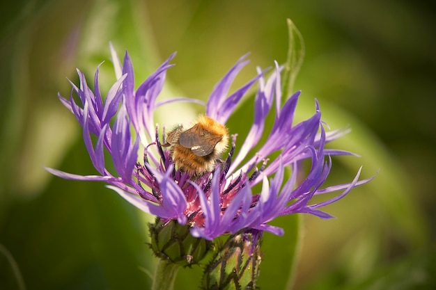 Photo close-up of bee pollinating on purple flower